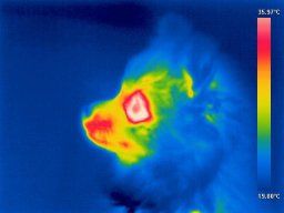 Dog muzzle. Profile